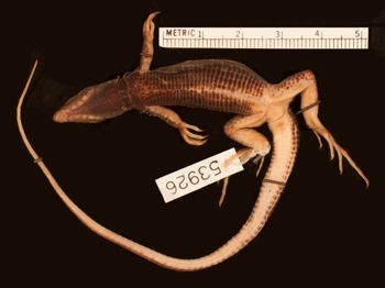 Media type: image;   Herpetology R-53926